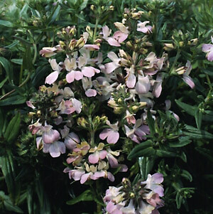 Collinsia Chinese Houses 2,000 seeds
