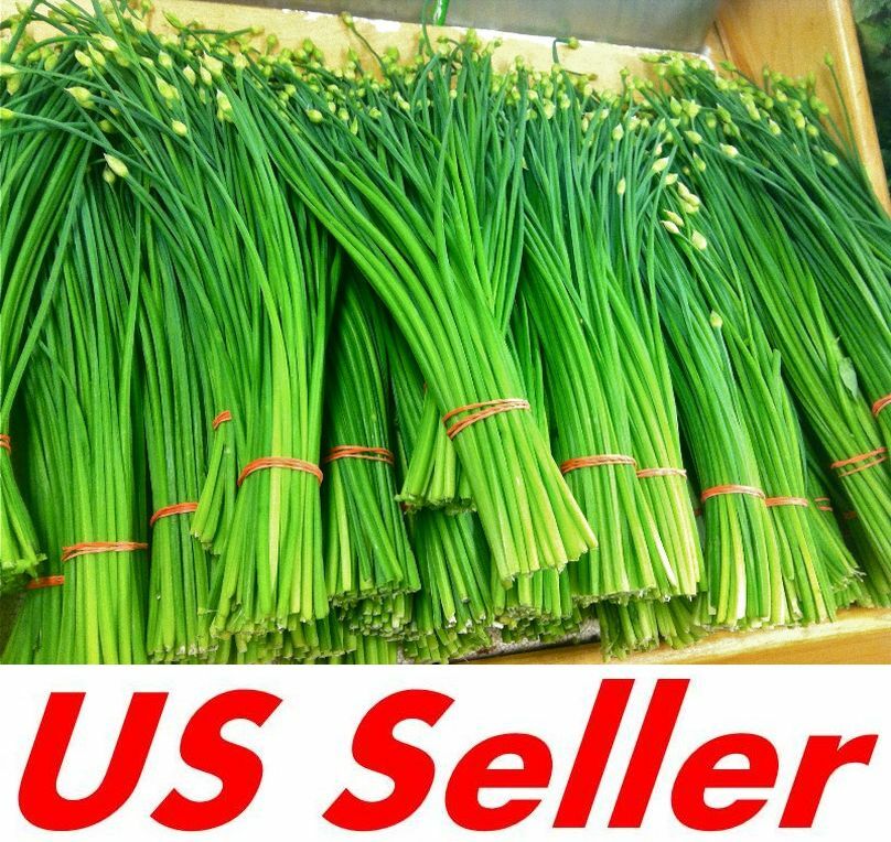 125 Seeds, CHINESE FLOWERING GARLIC LEEK CHIVES E113.5 Herb Perennial Vigorous