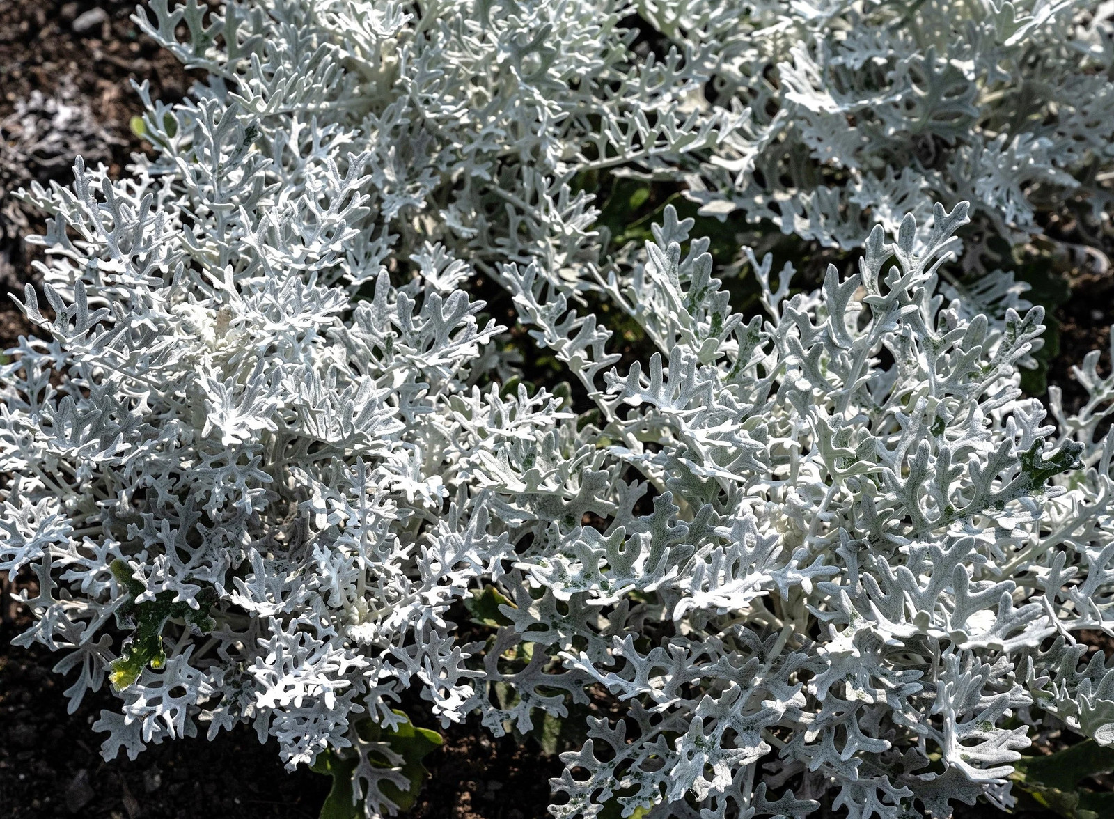 Dusty Miller Seeds – For 2025 Planting Senecio Cineraria Fuzzy Silver White Leaf