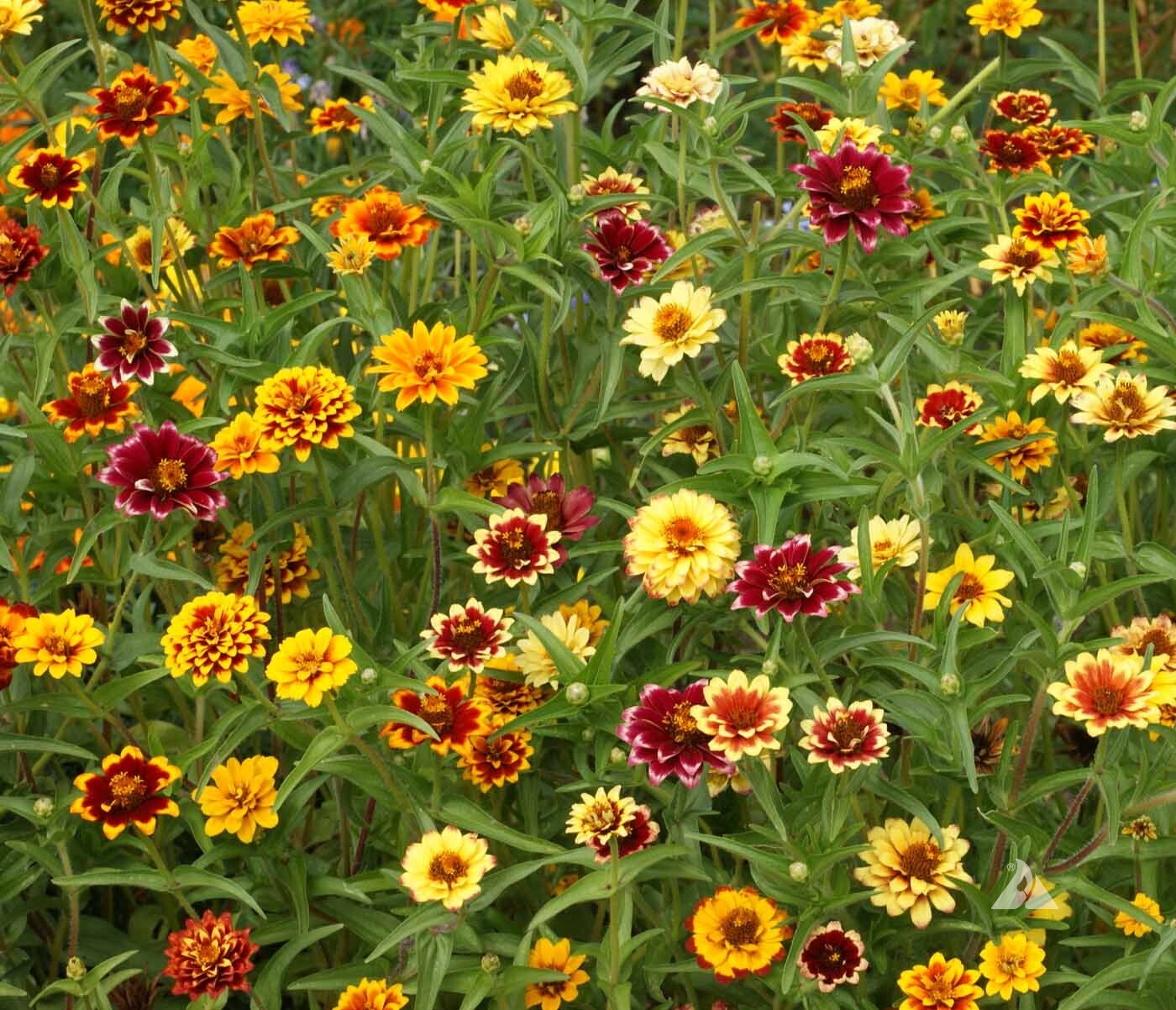 Persian Carpet Mexican Zinnia Mix Seeds, Bi-Colored Blooms, Stunning, FREE SHIP