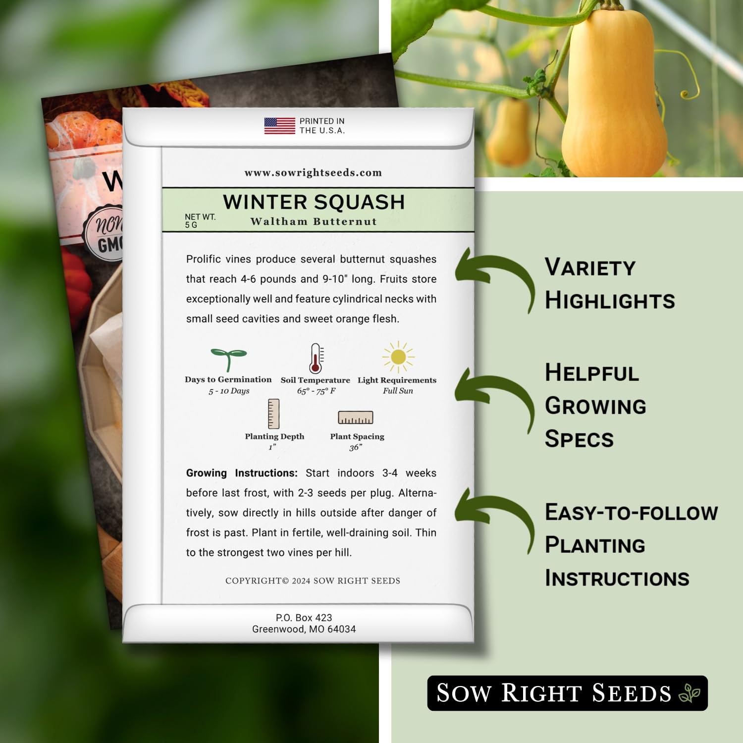 Waltham Butternut Squash Seeds 5g Packet – Non-GMO Heirloom with Instructions