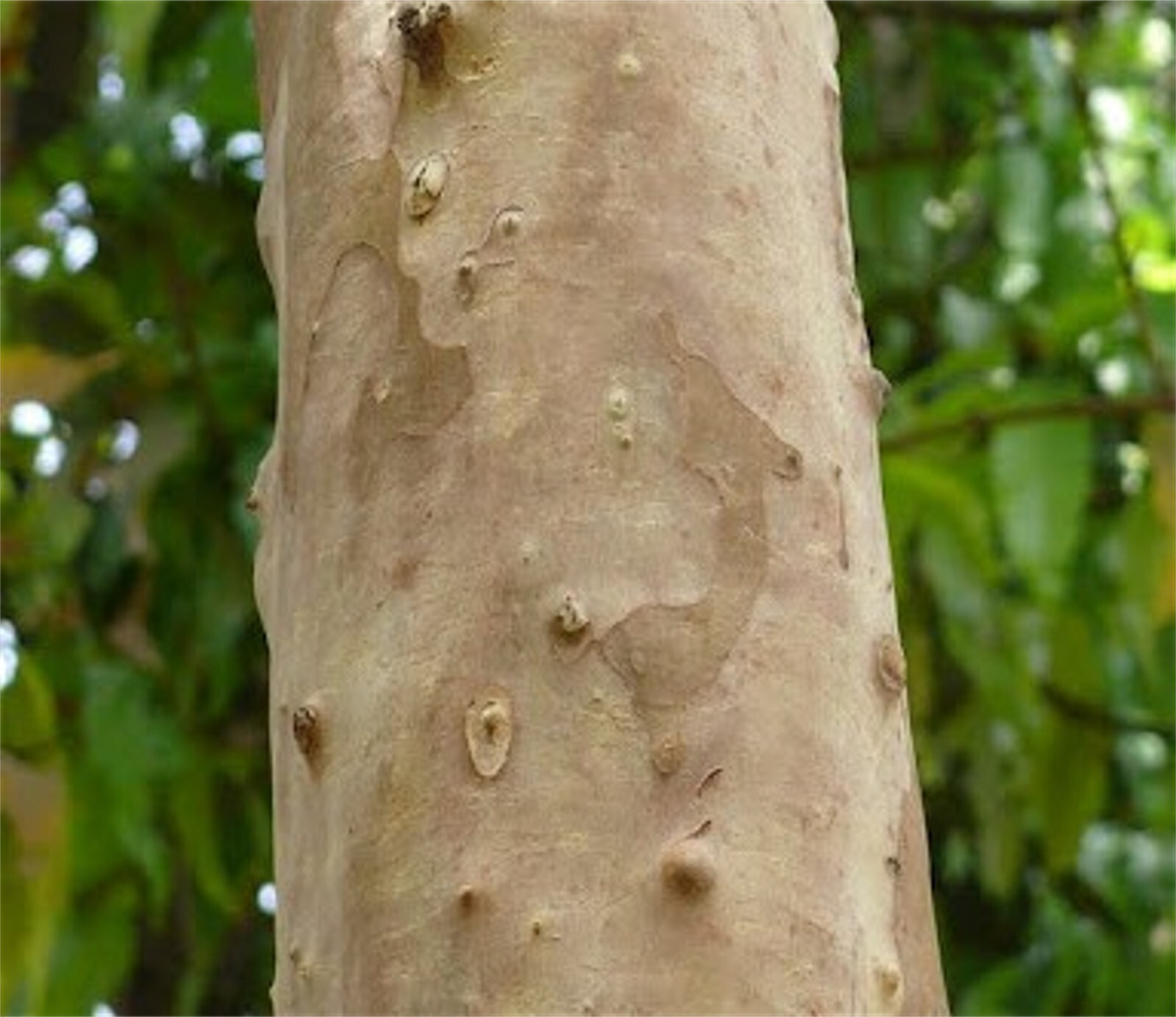 Psidium Guajava 1800 Seeds, Fragrant Common Apple Guava Fruit Tree Shrub Bonsai
