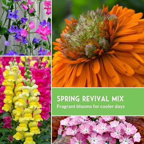 Cool Season Flower Seeds for Planting – 10 Variety Heirloom Ornamentals for