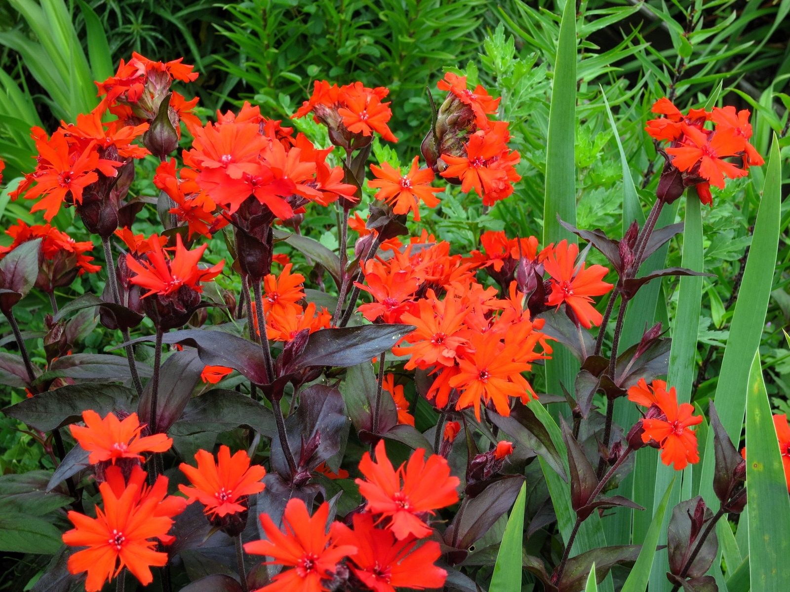 25 VESUVIUS CAMPION Red Orange Lychnis Arkwrightii Catchfly Flower Seeds *CombSH