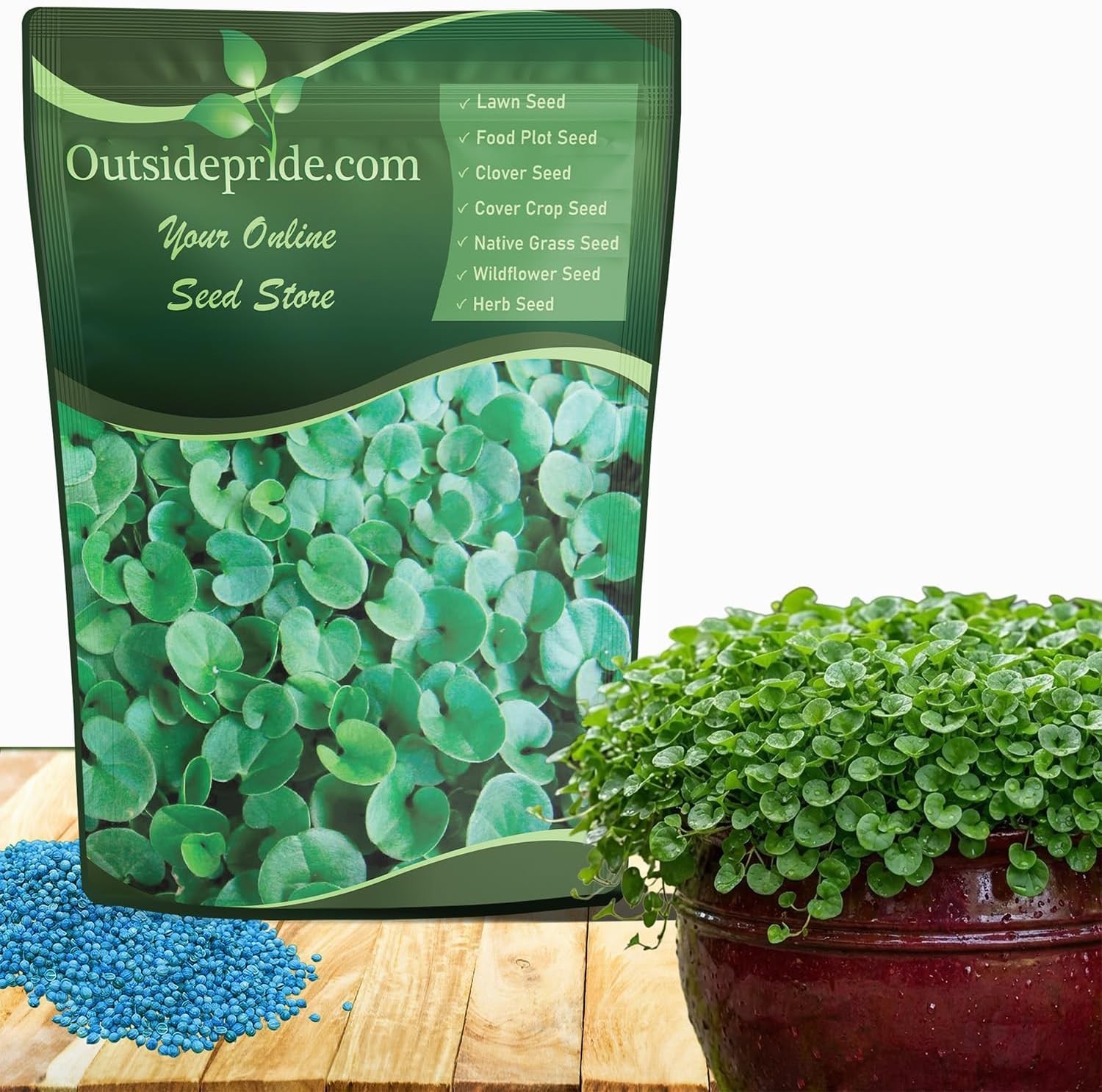 Dense Green Dichondra Repens Seeds – 1 lb Ideal Ground Cover