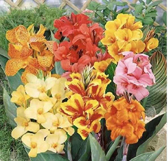 5 Canna Lily Rhizome Bulbs “ Variety Pack” Mix Lot Of Colors 100% Organic