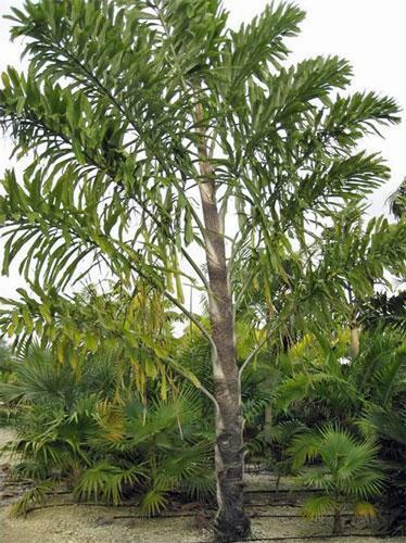 Wallichia disticha | Distichous Fishtail or Wallich Palm | 5 Seeds