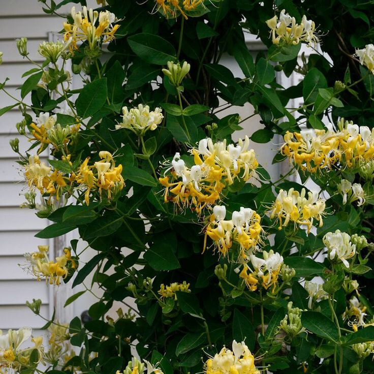20 Japanese Honey Suckle seeds Lonicera japonica USA seller