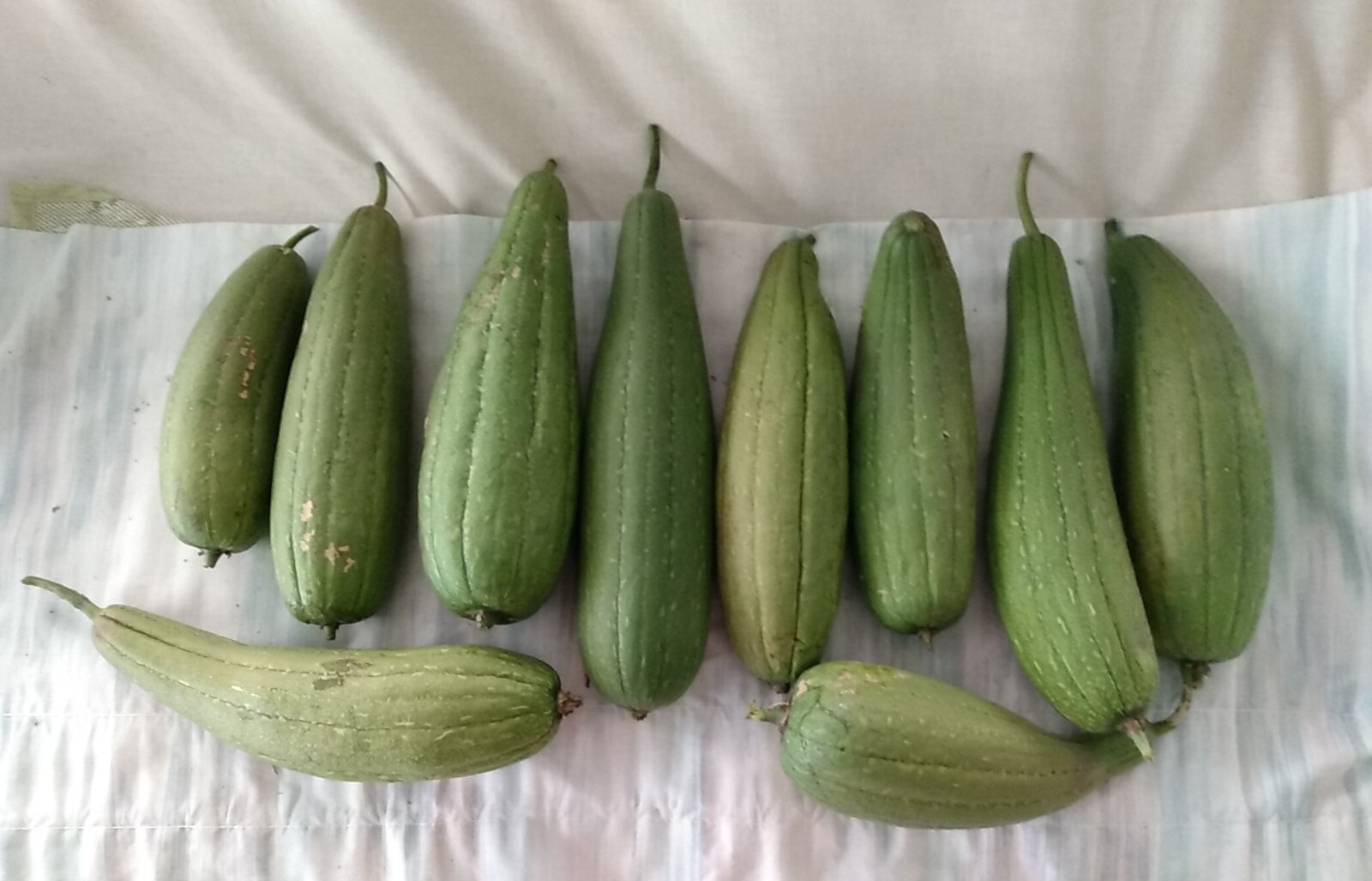 8 Big Organic 2023 New Home Plant Luffa/Loofah Seeds. Good for Vegetables/Sponge
