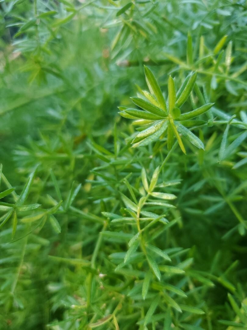 24 Asparagus Fern Seeds collected January 2024 with Propagation Instructions