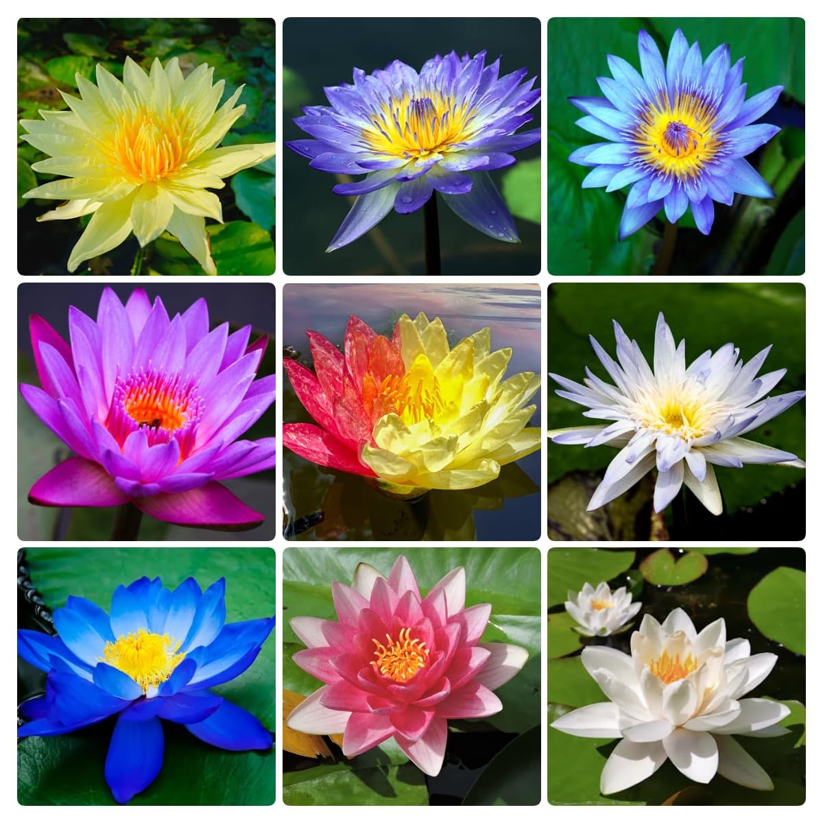 160+ Bowl Lotus Seeds for Planting – Water Lily Seeds, Non-GMO Aquatic Plant,…