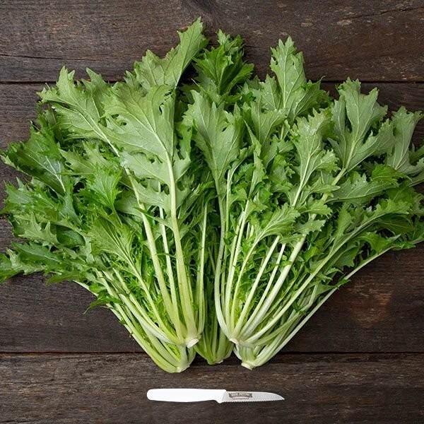 Mizuna Seeds – Lime Streaks _ Heirlooms – 1 grams
