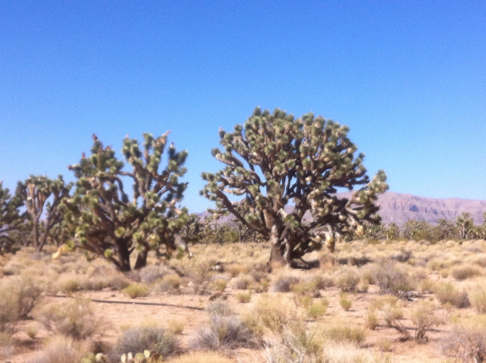 Joshua Tree Seeds ( Yucca Brevifolia ) – 1 Ounce ( approx. 350 seeds )