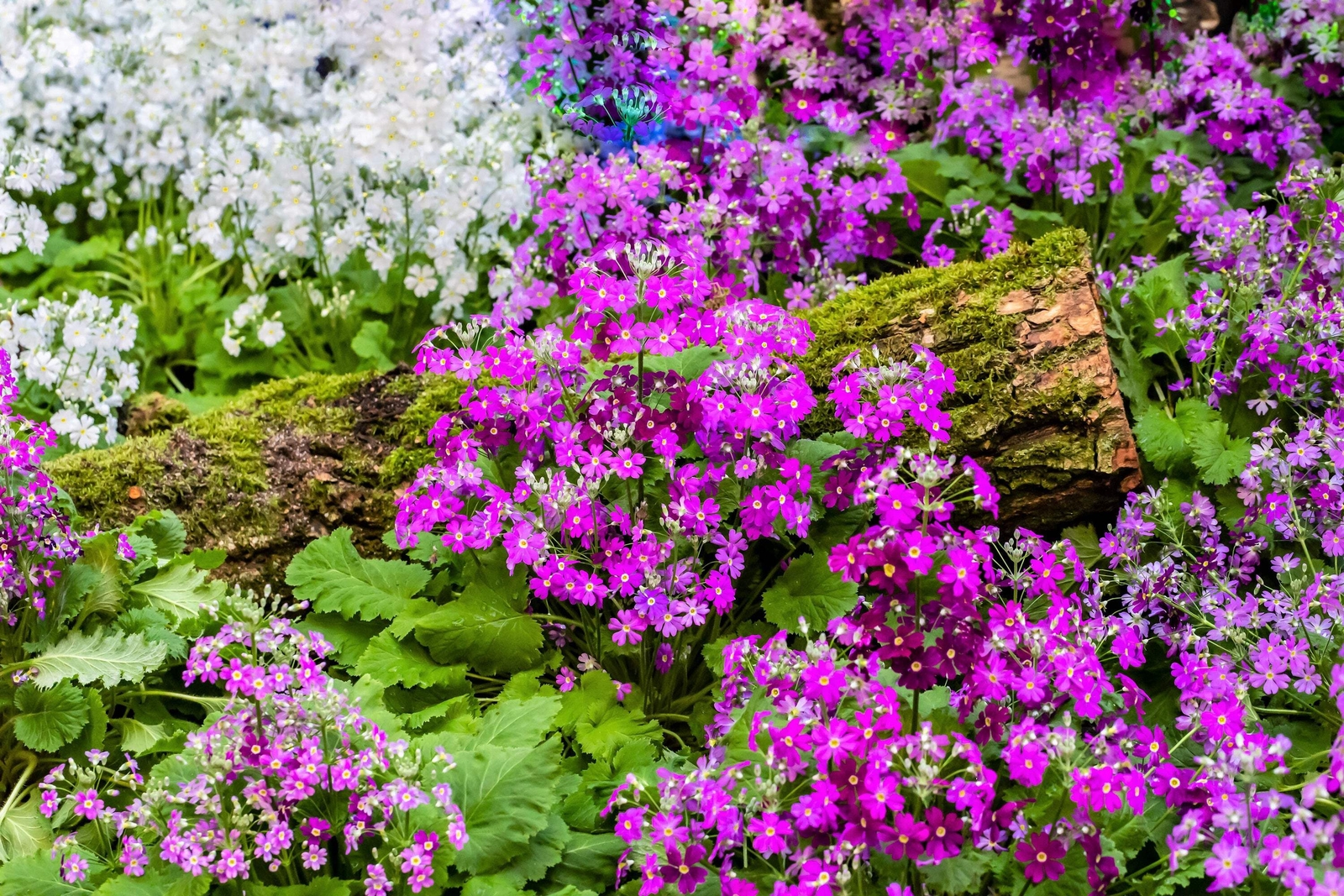 100 Mixed Colors FAIRY PRIMROSE Primula Malacoides Red Pink Purple Flower Seeds