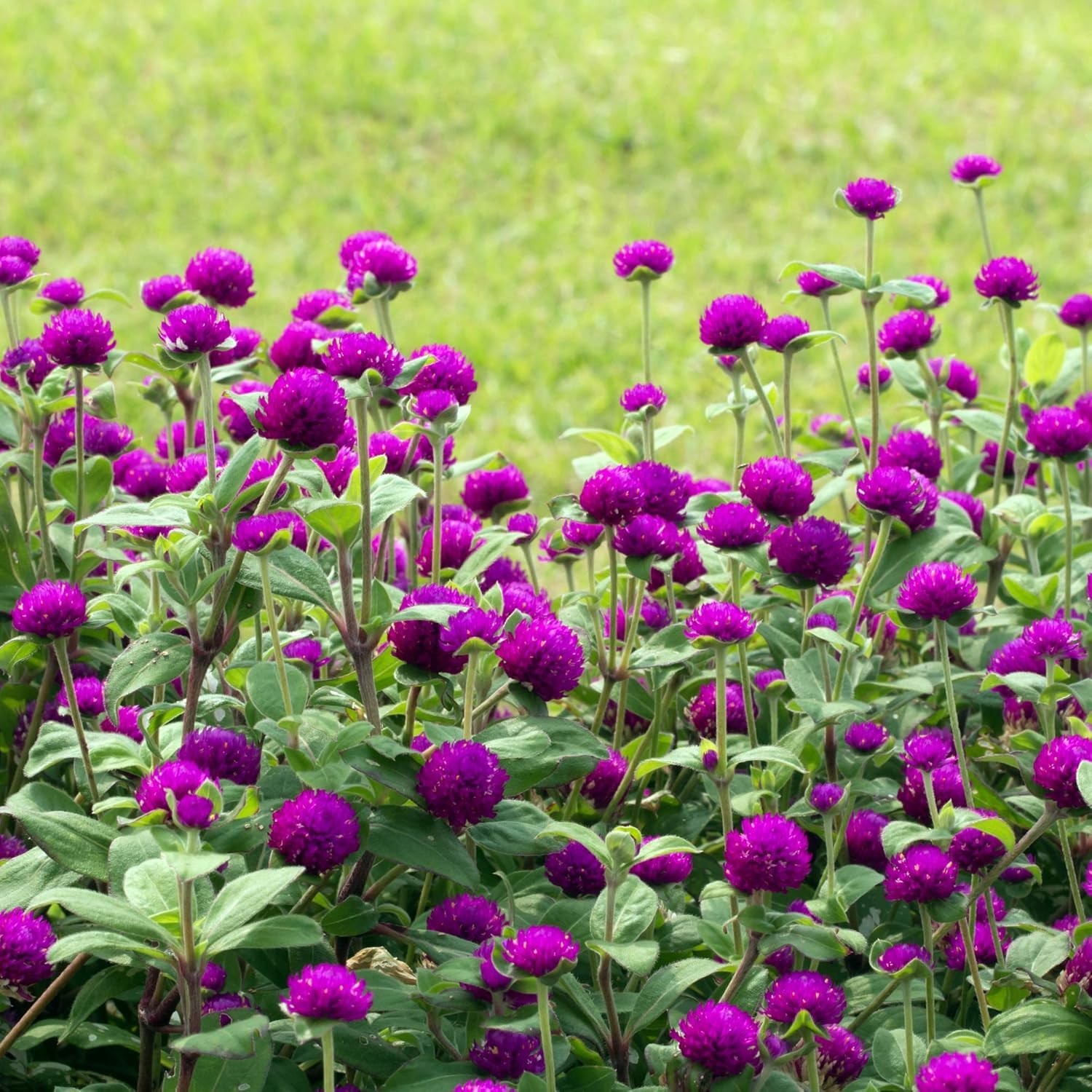 Versatile 1000 Count Purple Gomphrena Seeds – Perfect for Borders & Arrangements