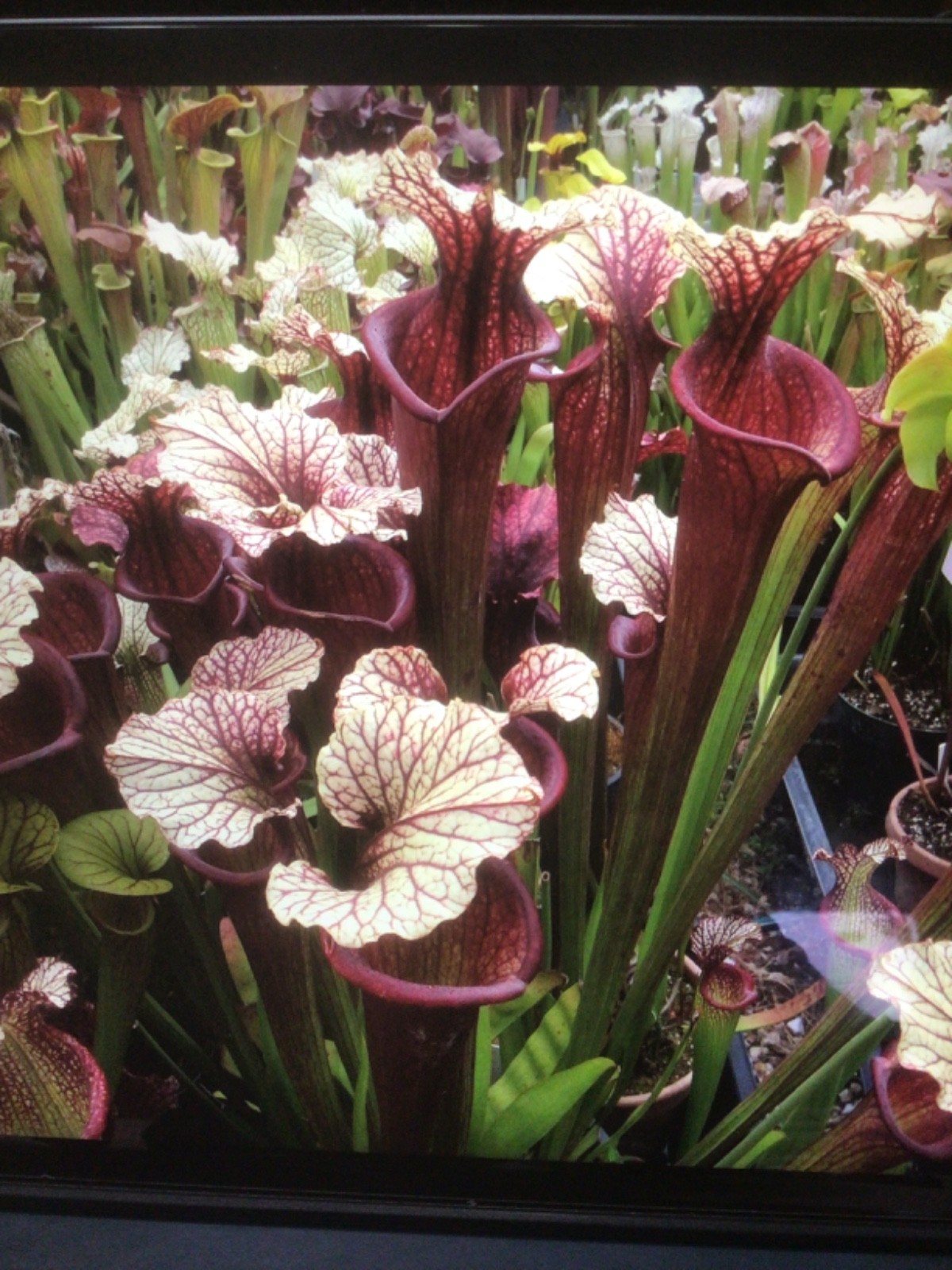 Sarracenia Moorei MPF-1 Open Pollinated 2025 Seed