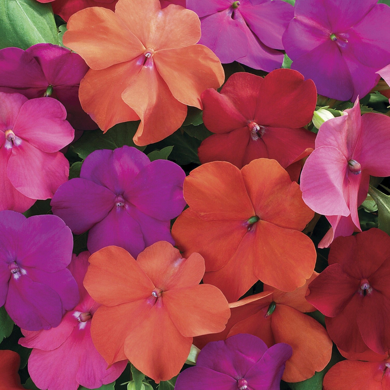 Impatiens Seeds 50 Seeds Impatiens Xtreme Mix Tango