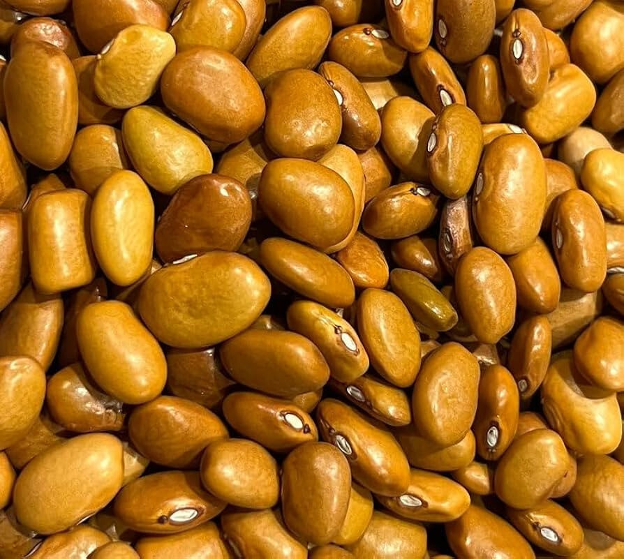 Ayocote Amarillo Bean Seeds (1 lb) / MEXICAN CUISINE / RARE RUNNER BEAN