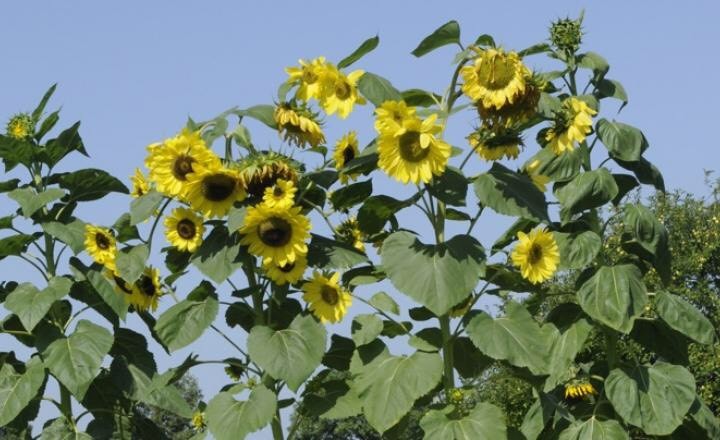 25+ Sunflower Seed 6-10′ Tall Branching Yellow Constant Bloom Organic Untreated
