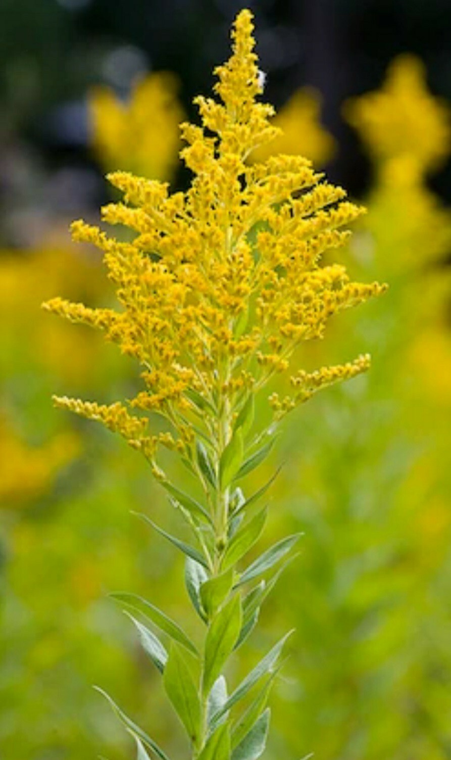 Goldenrod (Solidago Virgaurea) Seed