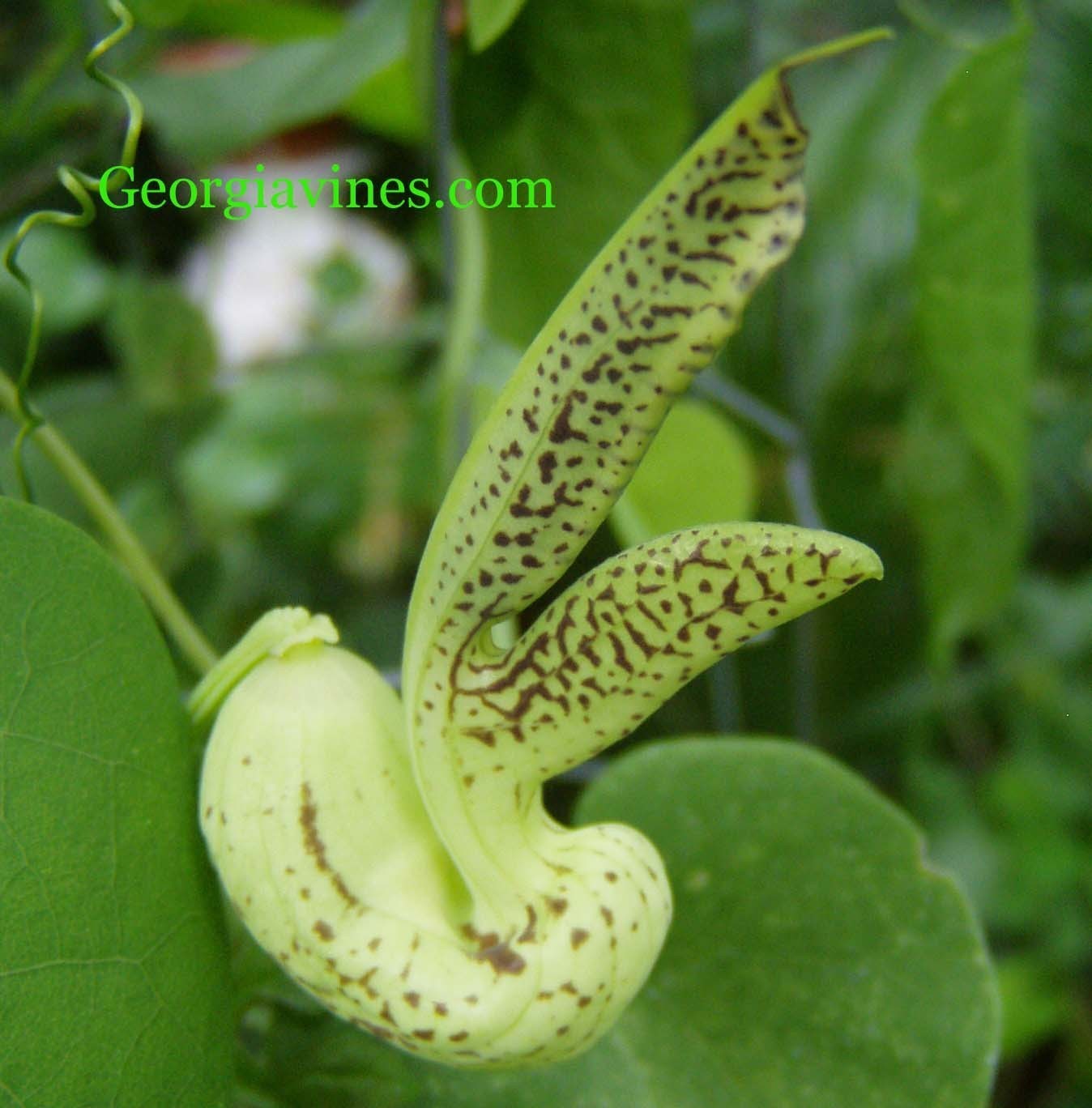 Aristolochia gilbertii 10 seeds