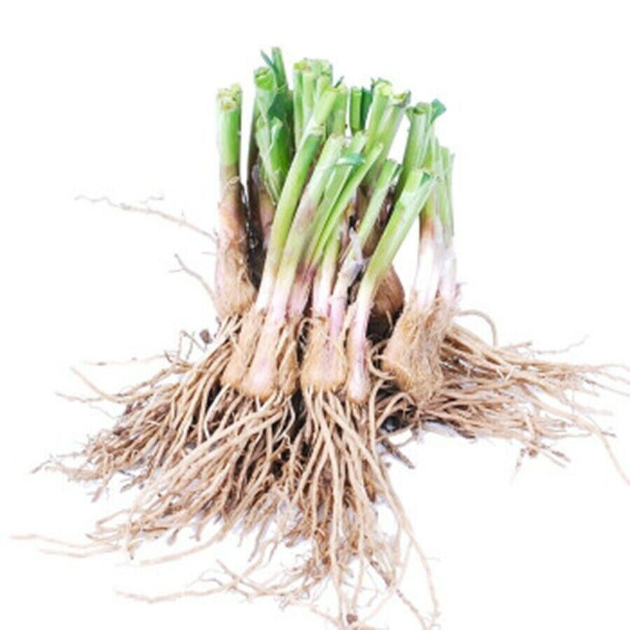 20 Organics Garlic Chives Live Plant Bare Roots Hardy Perennial Herb Jiu Cai USA