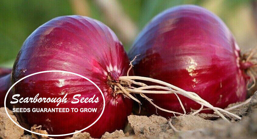 SCARBOROUGH SEEDS Onion, Red Burgundy 300 Seeds Non-GMO | Heirloom | USA