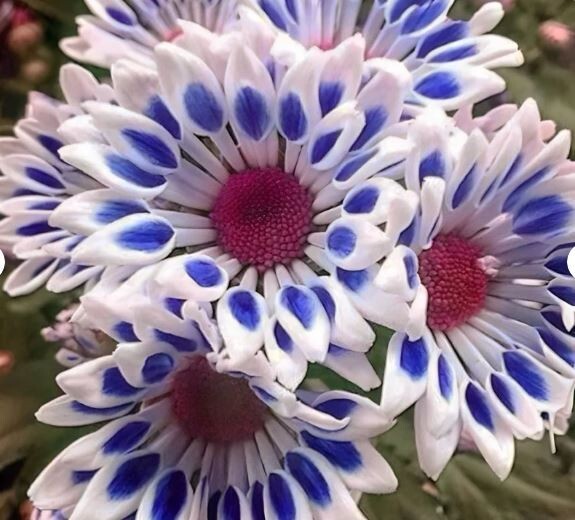 Blue White Mum Chrysanthemum Seeds 200+ Seeds Mum Flower, Flower Seeds Annual