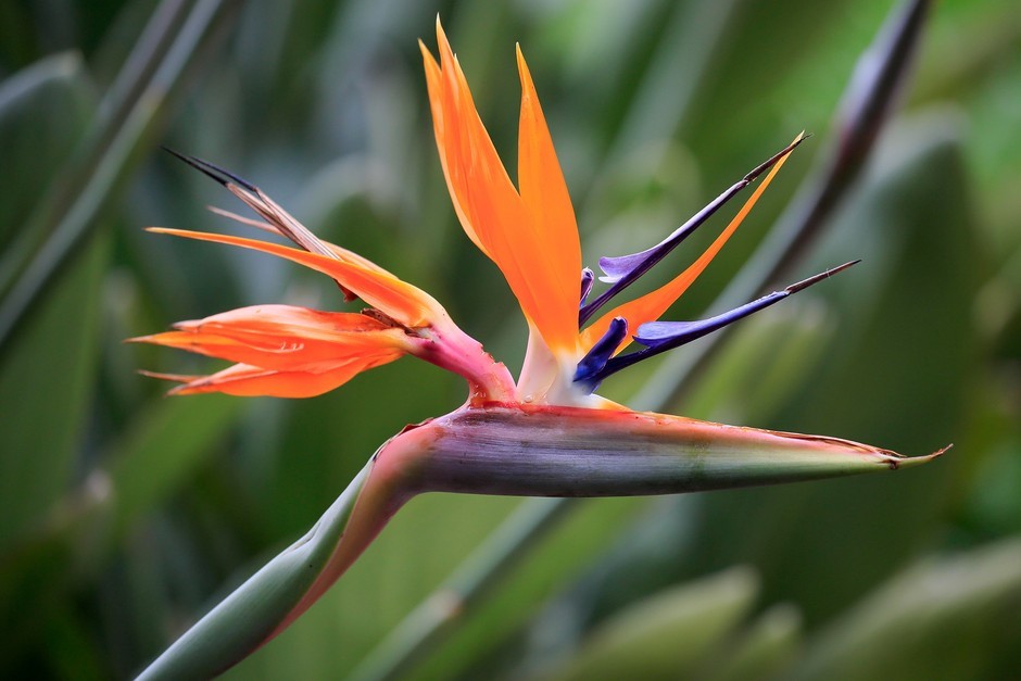 Bird of Paradise Strelitzia Reginae Seed. 5 Seeds. Free Shipping!