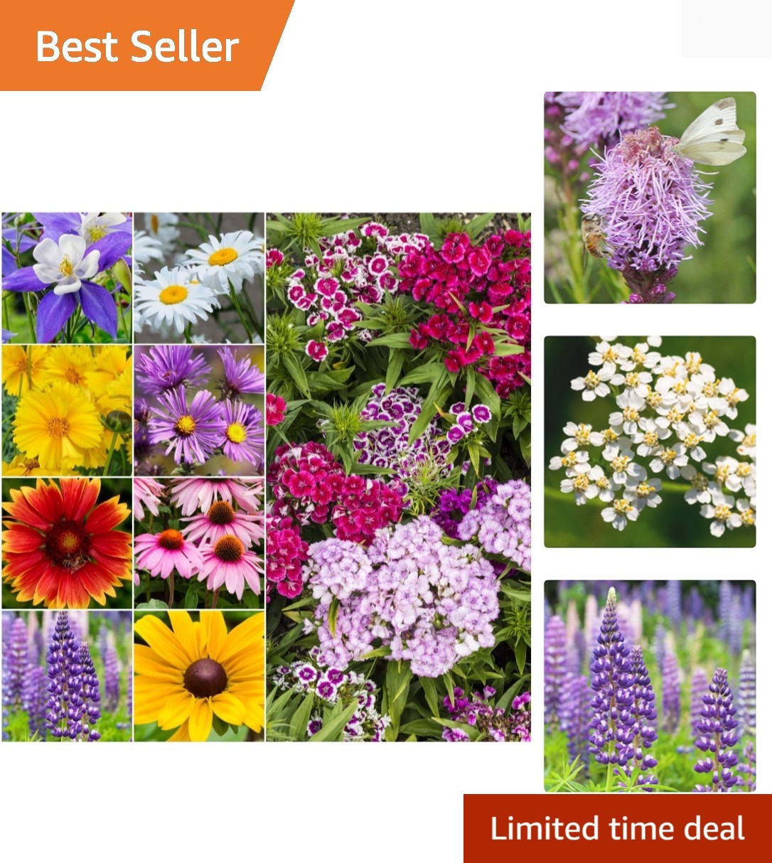 Perennial Wildflower Seed Mix | 2 Ounce 30,000+ Seeds 16 Species Perennial Se…