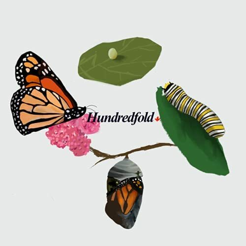 Whorled Milkweed 50 Wildflower Seeds, Asclepias verticillata Feed Monarch Larvae