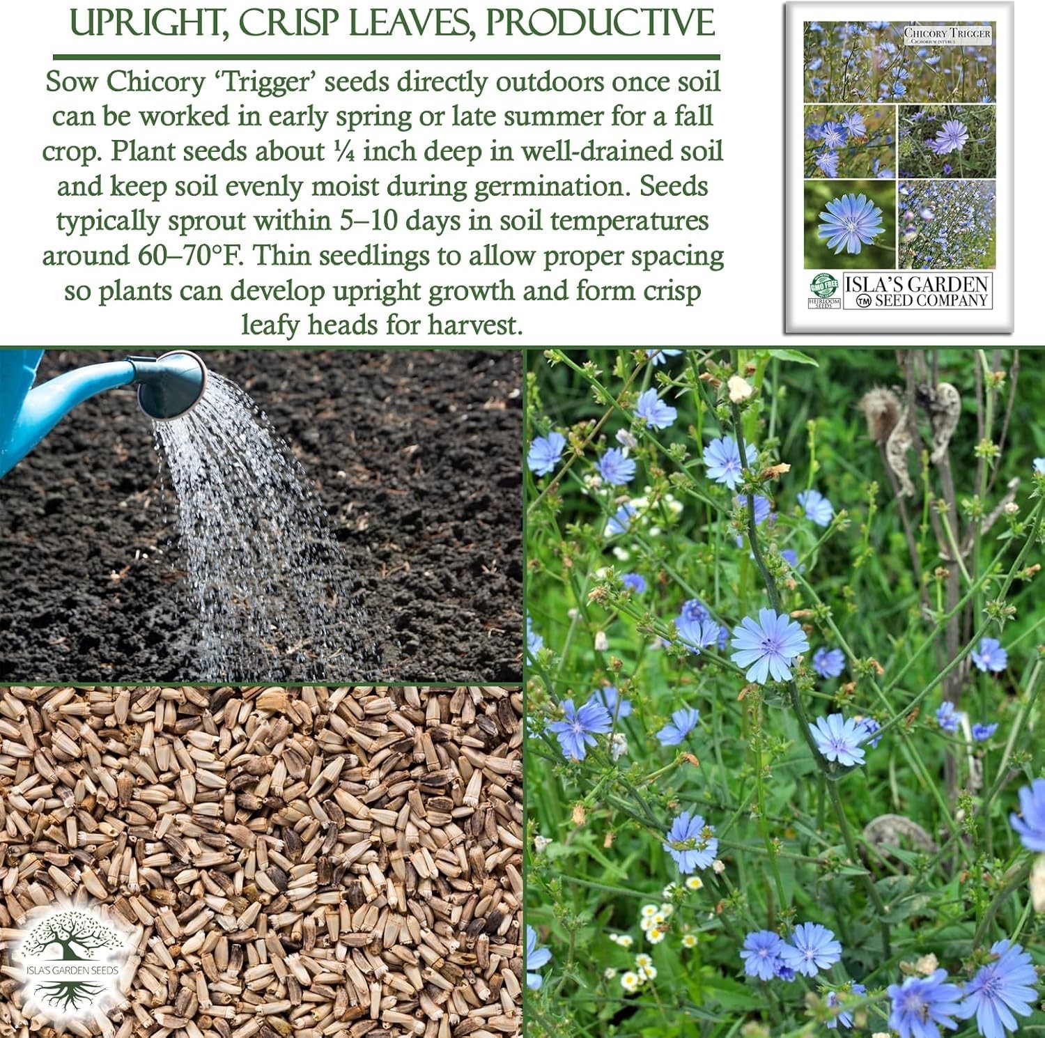 Trigger Chicory Flower Seeds Cichorium intybus – 1500+ Heirloom Non-GMO Seeds…