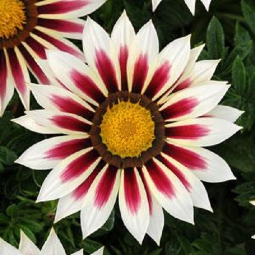 30+ GAZANIA NEW DAY RED STRIPE FLOWER SEEDS / DROUGHT-TOLERANT RESEEDING ANNUAL