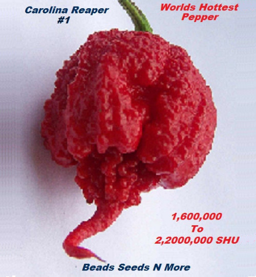 “COMBO PACK 2 KINGS” Carolina Reaper HB22a & Ghost Pepper 80+ Seeds