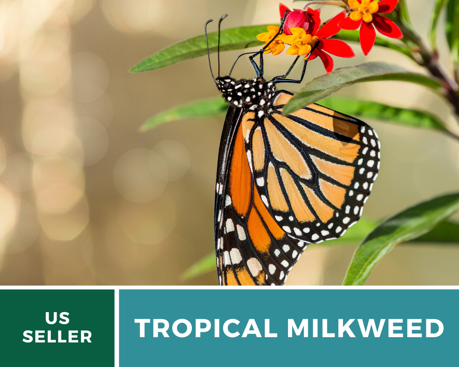 Milkweed, Tropical – Blood Flower – 50 Seeds – Monarch Butterfly Friendly