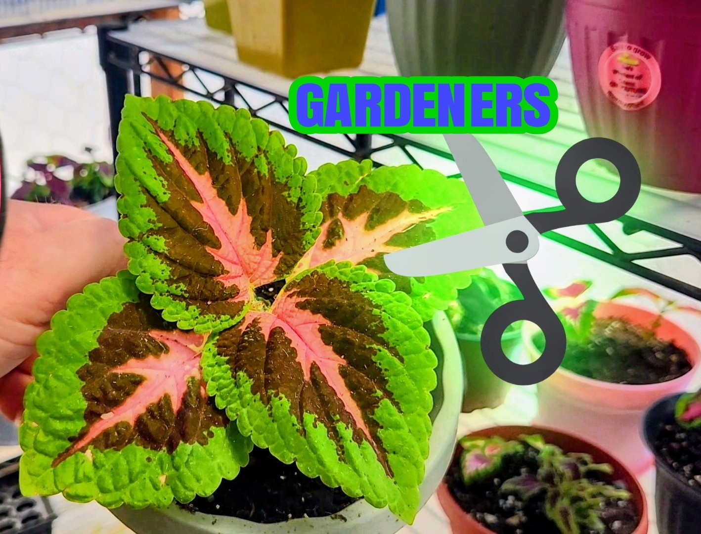 JIM’s CHOICE 8 PACK COLORFUL COLEUS SEEDS FREE SHIPPING