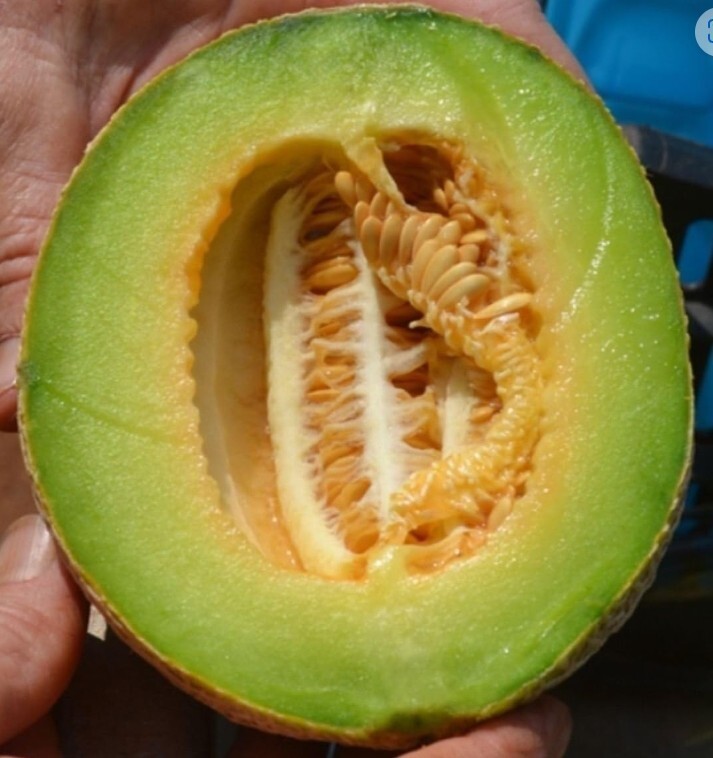 20 Golden Hami Melon Seeds. Organic. USA Seeds