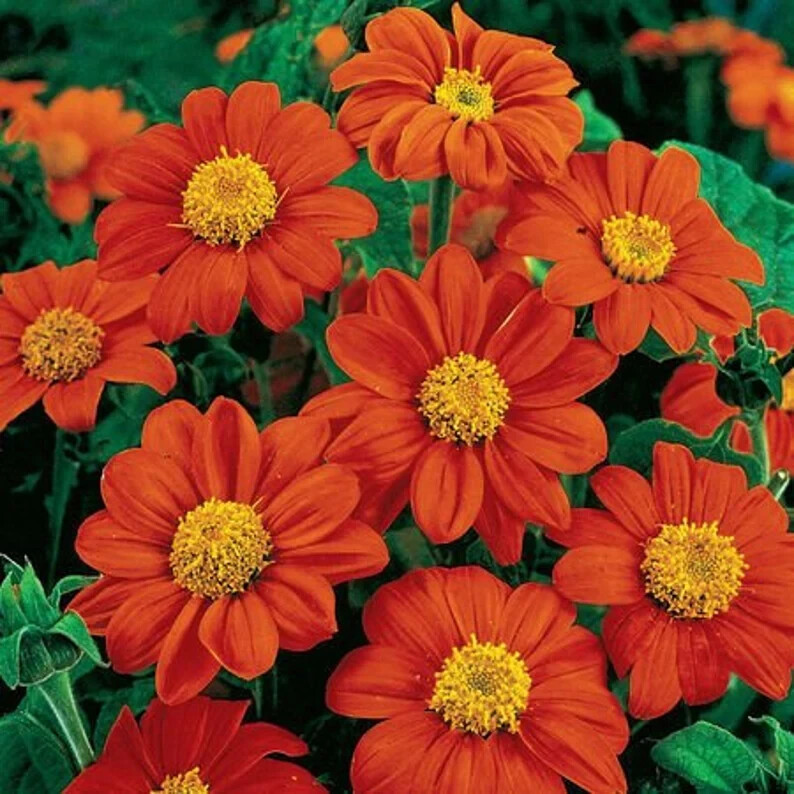50 Fiesta Del Sol Tithonia Seeds. USA Seeds. Organic. Ships free
