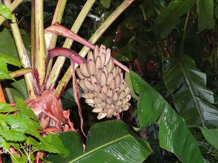 Musa argentii RARE HARDY BANANA Exotic Seeds!