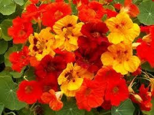 30+ Jewel Nasturtium Flower Seed Mix / Long Blooming Reseeding Annual