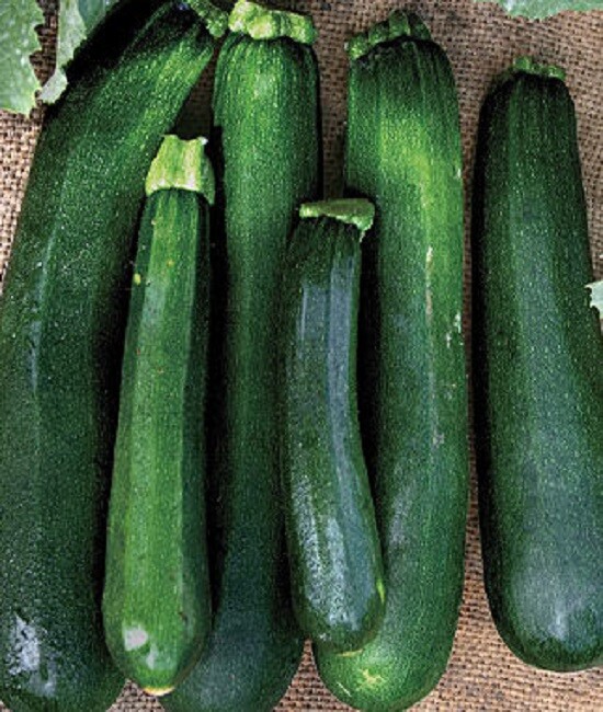 Zucchini Seeds Summer Squash 50 Black Beauty 60 days 50 Seeds