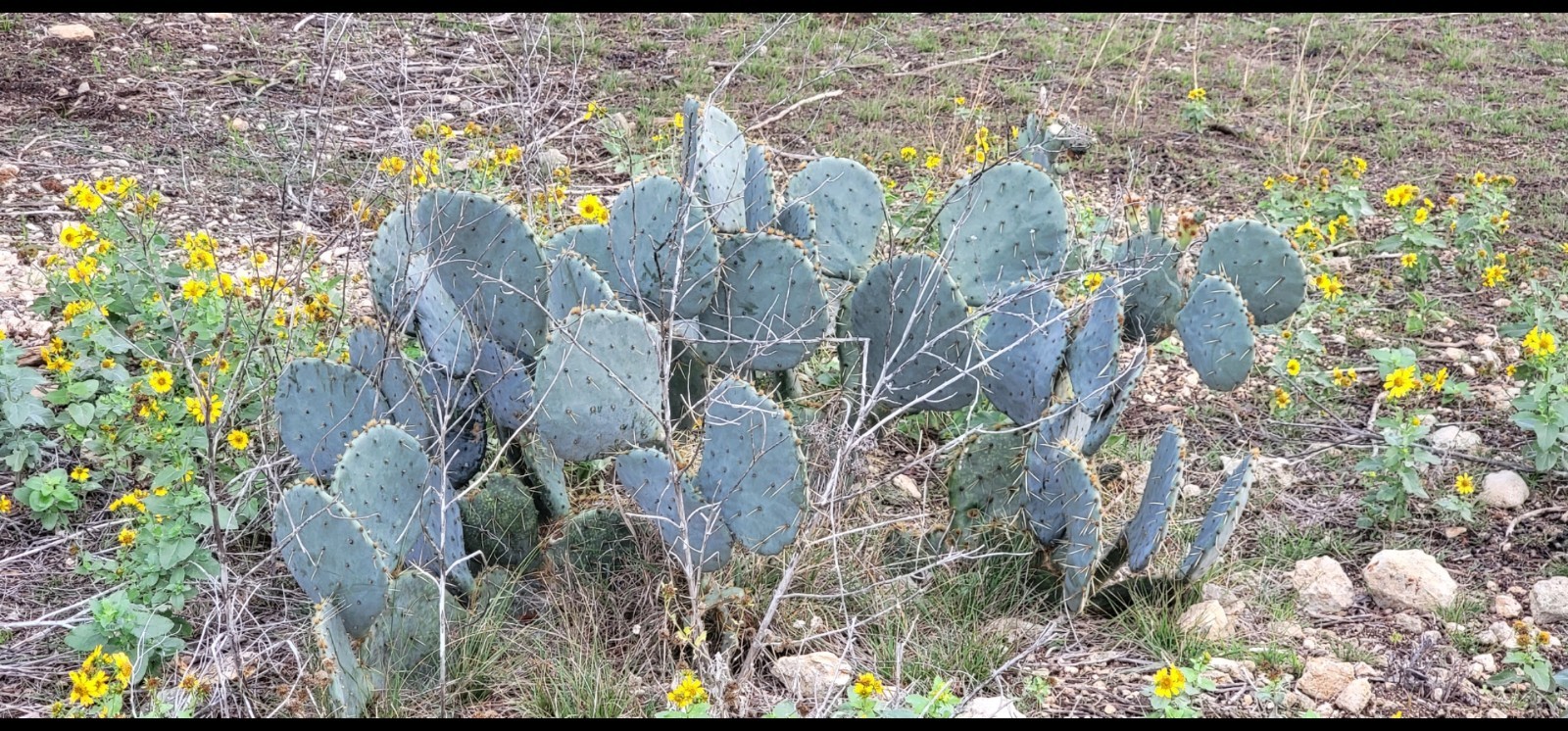 Opuntia cacanapa – Texas Blue Prickly Pear Cactus 25 Seeds Tuna Red 2025 Seeds