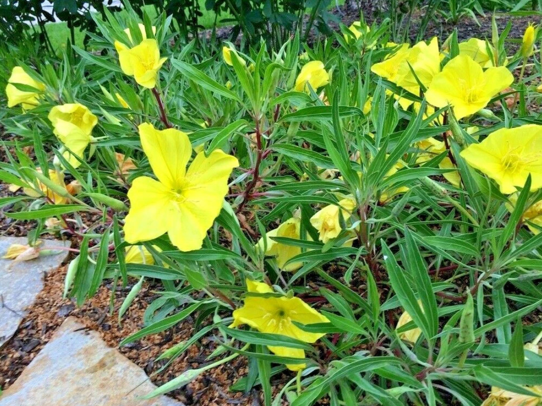 30 Missouri Primrose Seeds – Dwarf Yellow Perennial Wildflower for Rock Garden