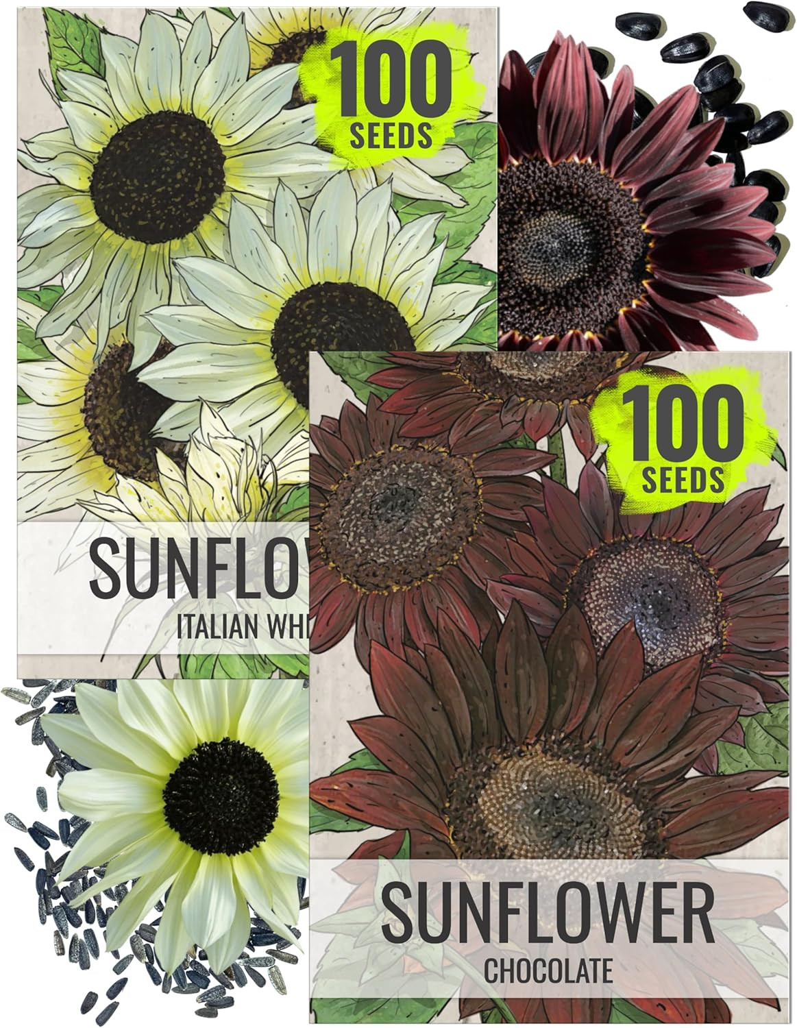 Sunflower Seeds for Planting Chocolate/Italian White Sunflowers – Heirloom & Ope