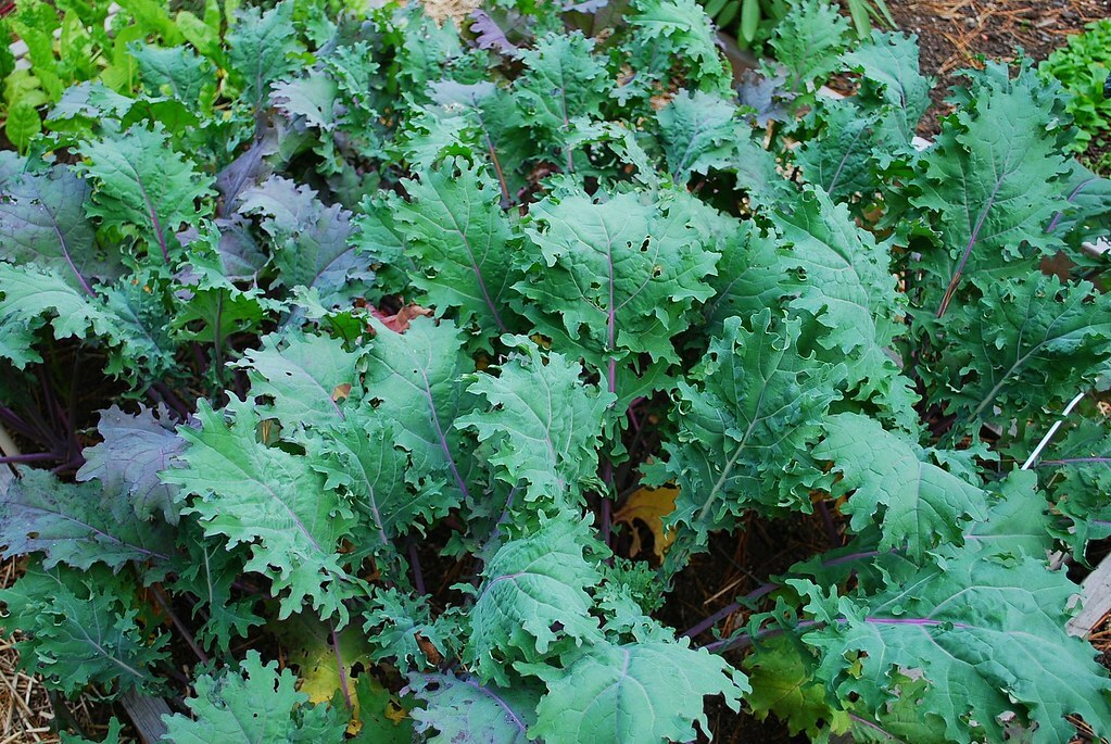 Red Russian Kale Seeds 500+ Vegetable Garden Heirloom NON-GMO USA FREE SHIPPING