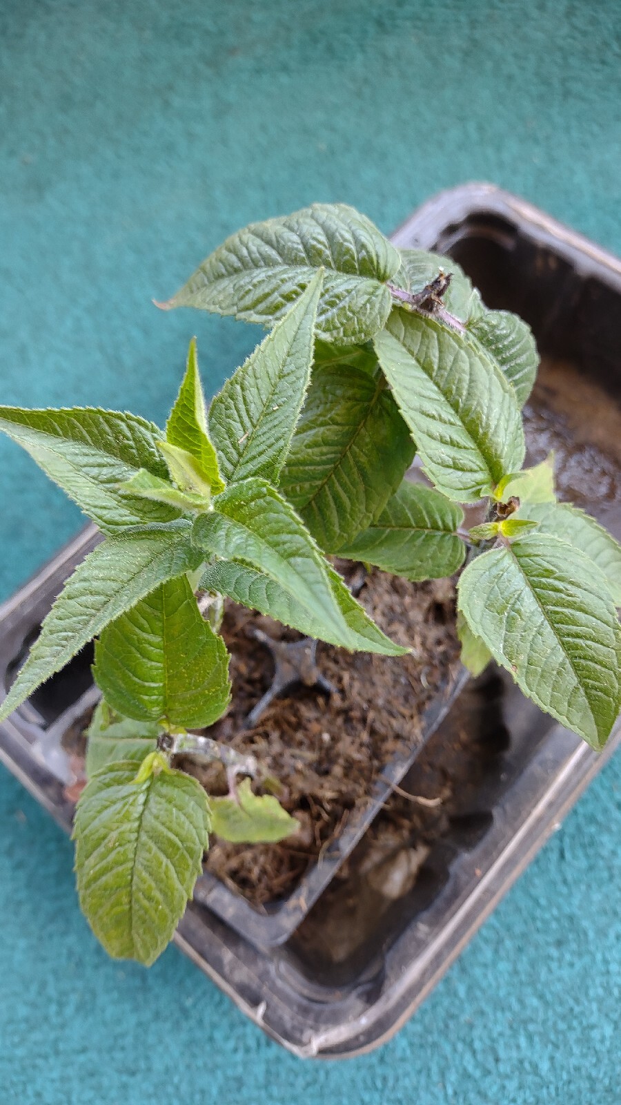 4 LIVE PLANT BEE BALM ORGANIC BERGAMOT Perennial Beneficial Bees