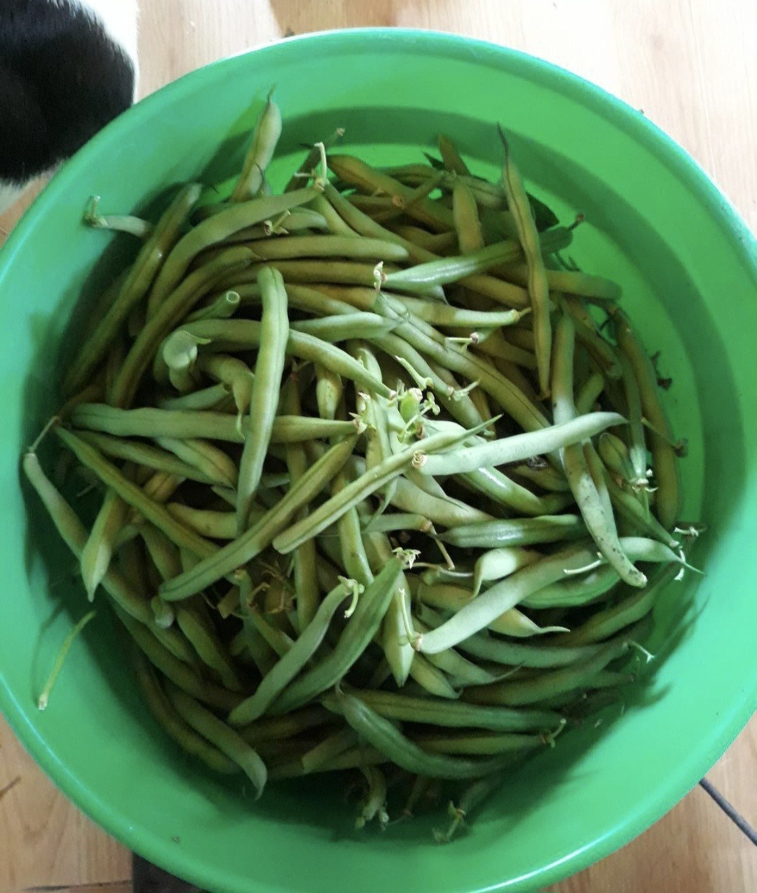TOP CROP BUSH GREEN BEAN SEEDS