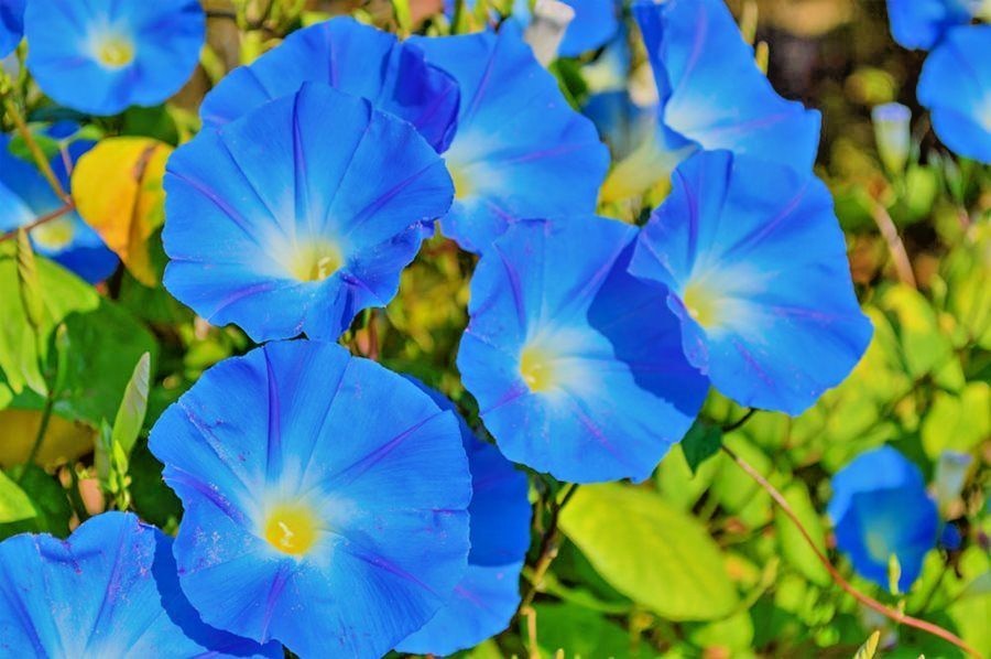 40+Blue MORNING GLORY Flower Seeds Climbing Flowering Vine Container Pollinators