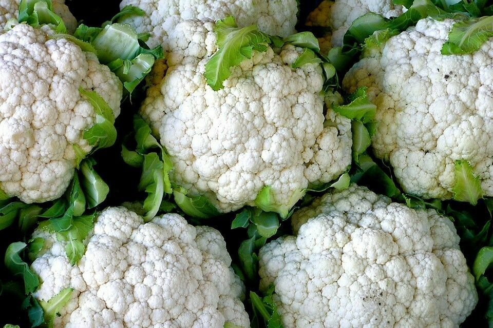 250 Cauliflower Seeds Snowball Y Improved Heirloom – Non-GMO – Always Fresh Seed