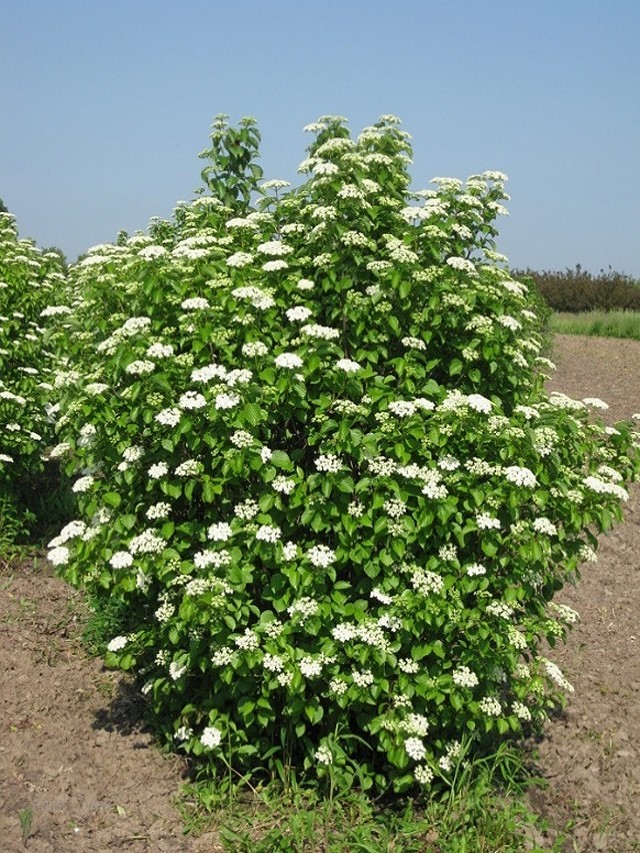 20+ seeds Nannyberry Native Shrub (Viburnum lentago) Edible & Medicinal
